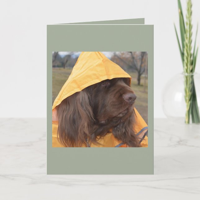 Tarjeta Perro de aguas de Sussex que espera la lluvia (Anverso)