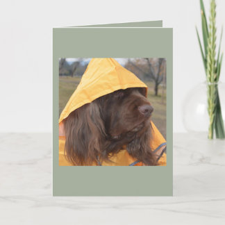 Tarjeta Perro de aguas de Sussex que espera la lluvia