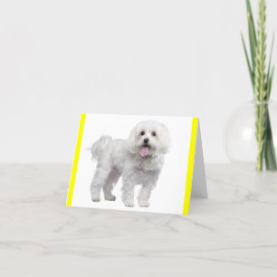 Tarjeta Perro de cachorro maltés blanco con notecard amari