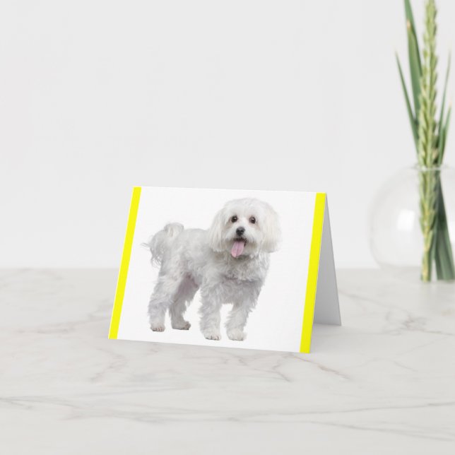 Tarjeta Perro de cachorro maltés blanco con notecard amari (Anverso)