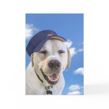 Perro de cumpleaños con Gorra