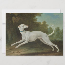 Tarjeta Perro de Greyhound Blanco