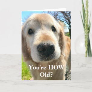 Tarjeta Perro de la recuperación de oro eres el cumpleaños