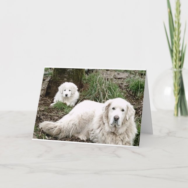Tarjeta Perro de los grandes Pirineos y cachorro (Anverso)