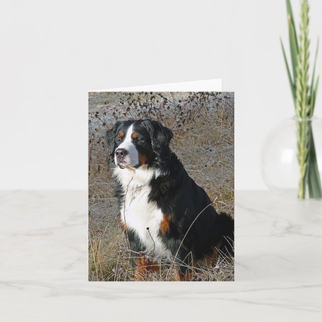 Tarjeta Perro de montaña Bernardo Hola Amor Gracias (Anverso)