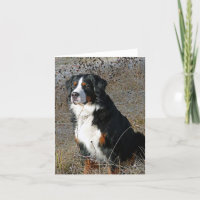 Perro de montaña Bernardo Hola Amor Gracias