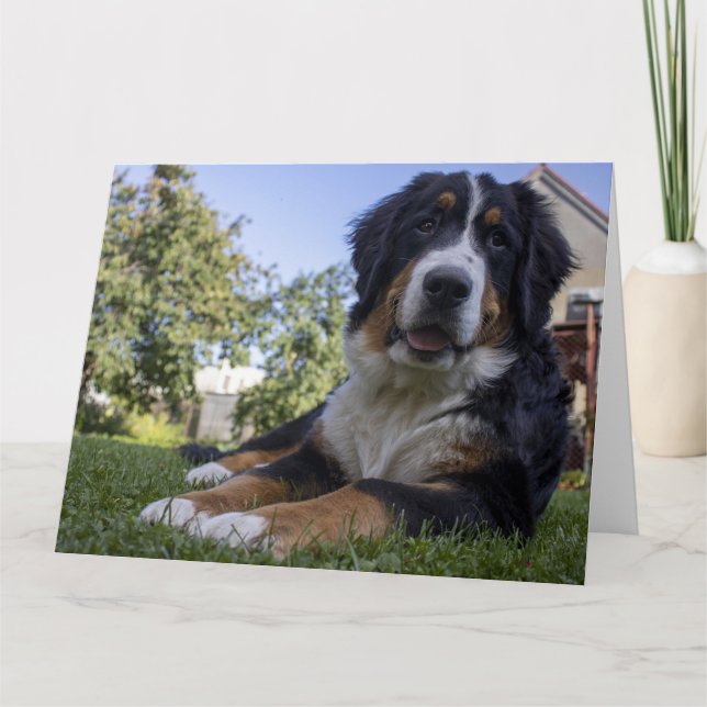 Tarjeta perro de montaña bernés acostado segundo (Anverso)