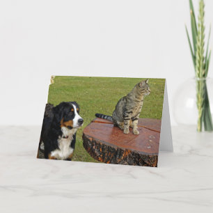 Tarjeta perro de montaña bernés con gato