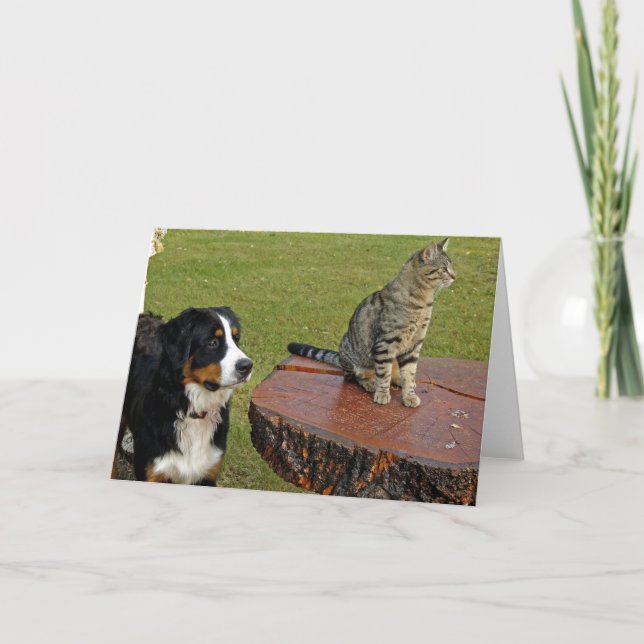Tarjeta perro de montaña bernés con gato (Anverso)