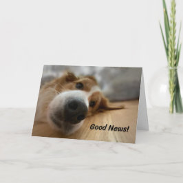 Tarjeta Perro de montaña Bernés divertido con cumpleaños d