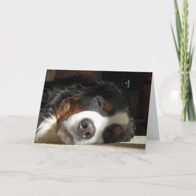 Tarjeta perro de montaña bernés durmiendo (Anverso)