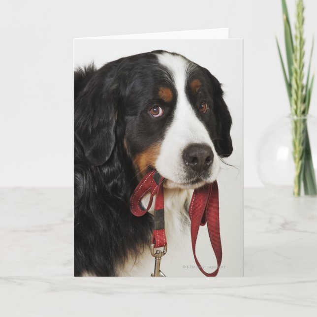 Tarjeta Perro de montaña de Bernese (Berner Sennenhund) (Anverso)
