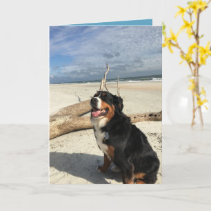 Tarjeta Perro de montaña personalizable Bernese