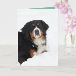 Tarjeta Perro de montaña personalizable Bernese