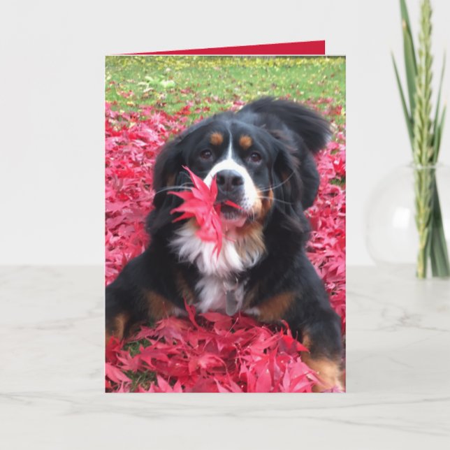 Tarjeta Perro de montaña personalizable Bernese (Anverso)