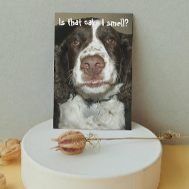 Tarjeta Perro de raza Springer Spaniel inglés Cumpleaños d