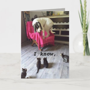 TARJETA PERRO DE SCARDY