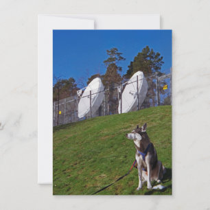 Tarjeta Perro de seguimiento