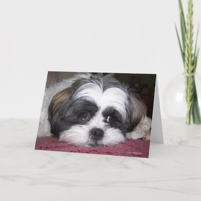Tarjeta Perro de Shih Tzu (Anverso)