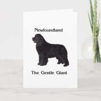 Perro de Terranova el gigante apacible