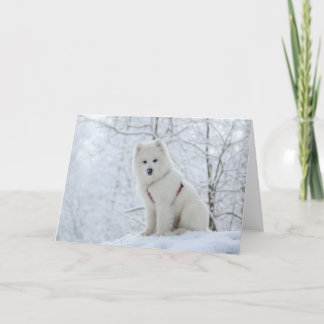 Tarjeta Perro del samoyedo