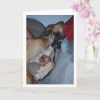 Perro durmiendo con hueso