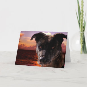 Tarjeta Perro en la playa, cumpleaños