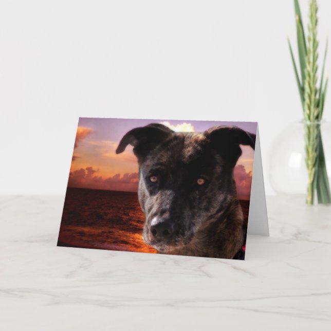 Tarjeta Perro en la playa, cumpleaños (Anverso)