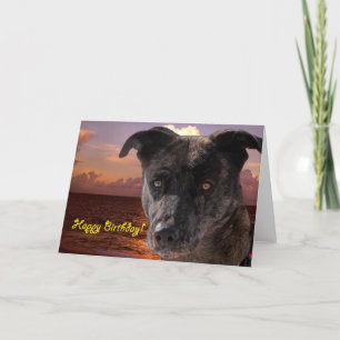 Tarjeta Perro en la playa, feliz cumpleaños