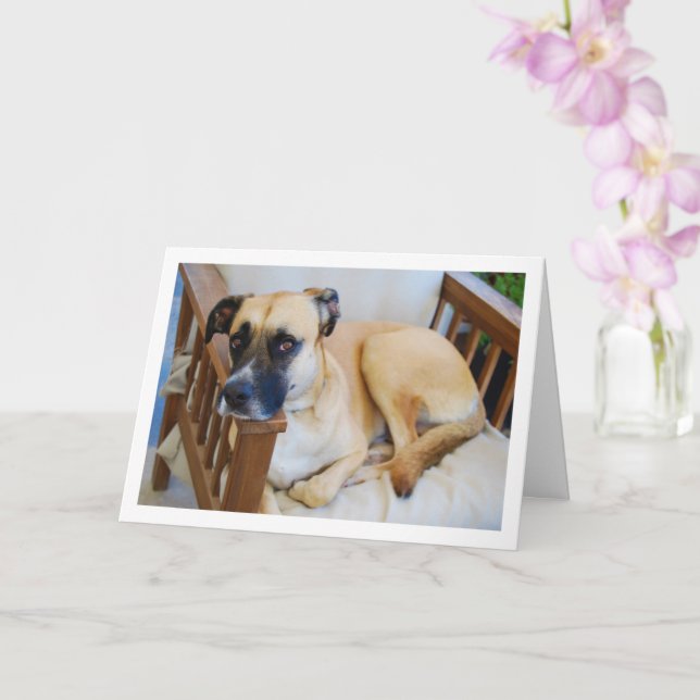 Tarjeta Perro en retrato de la silla (Orquídea)