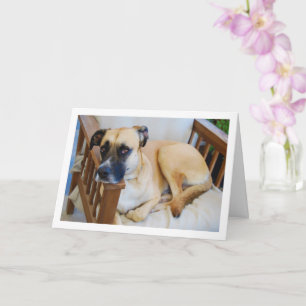 Tarjeta Perro en retrato de la silla