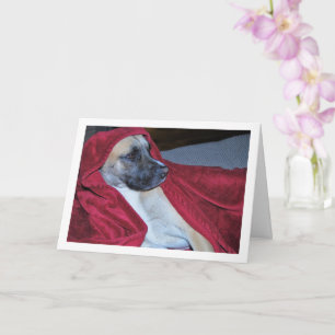Tarjeta Perro en retrato de manta roja