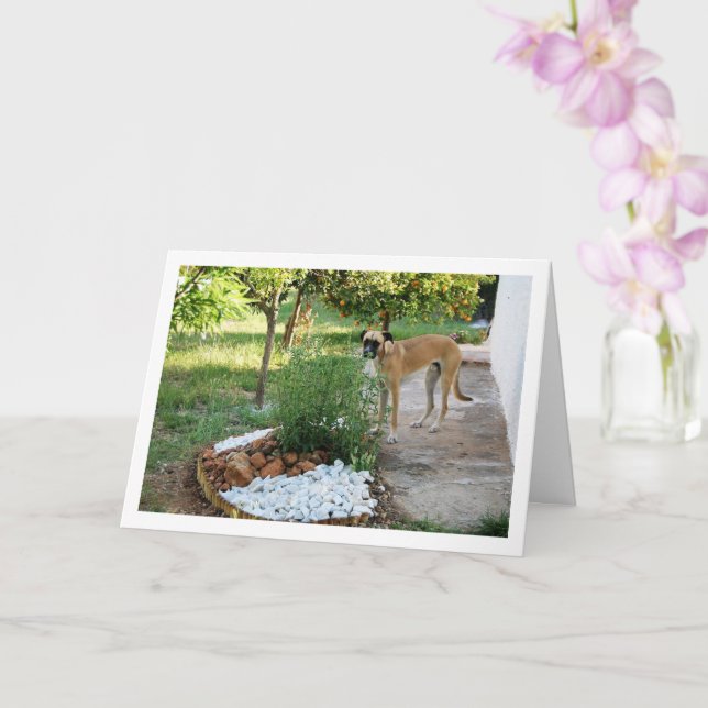 Tarjeta Perro en rocalla de jardín (Orquídea)