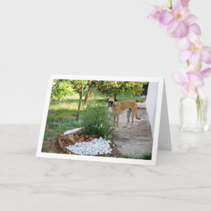 Tarjeta Perro en rocalla de jardín
