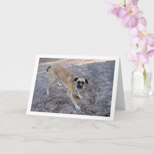 Tarjeta Perro listo para jugar (Orquídea)
