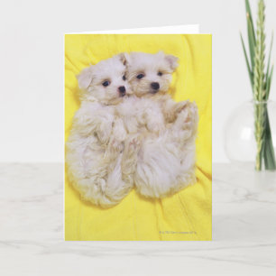 Tarjeta Perro maltés; es una pequeña raza de perro blanco 