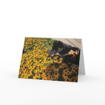 Perro Mirando Las Flores Ojos Negros Susan Daisy