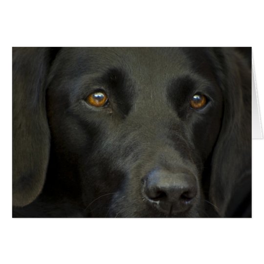 Tarjeta Perro negro de Labrador