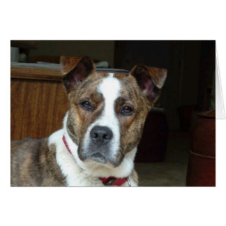 Tarjeta: perro noble