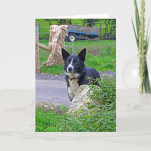 Tarjeta Perro ovino en Escocia