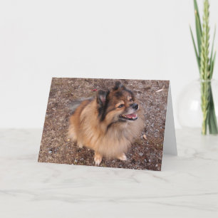 Tarjeta Perro panomerano
