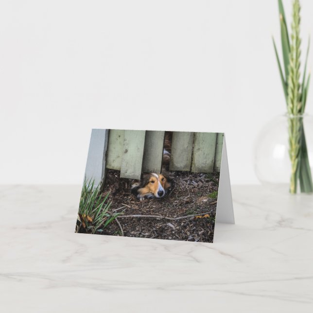 Tarjeta Perro pastor de Sheltie Shetland divertido (Anverso)