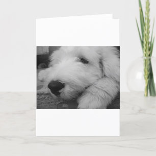 Tarjeta Perro pastor inglés viejo