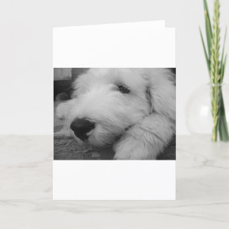 Tarjeta Perro pastor inglés viejo