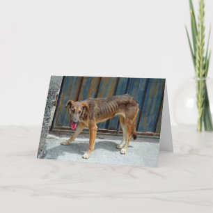 Tarjeta Perro perdido