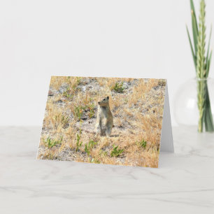 Tarjeta Perro Prairie en Yosemite, California