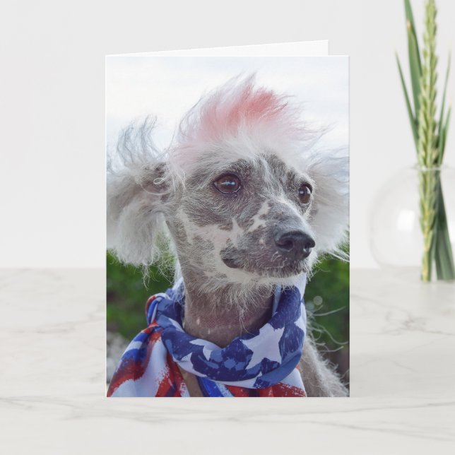 Tarjeta Perro sin pelo en reposo chino con bufanda de band (Anverso)