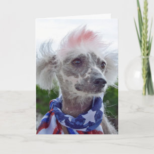 Tarjeta Perro sin pelo en reposo chino con bufanda de band