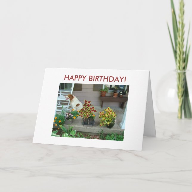 Tarjeta ¡Perro y flores en el pórtico, FELIZ CUMPLEAÑOS! (Anverso)