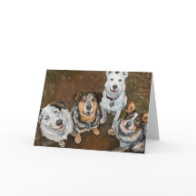 Perros de ganado sonrientes Perros y Heelers